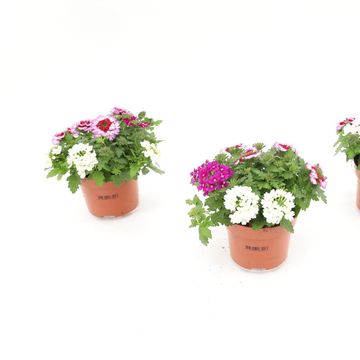 Verbena MIX IN POT