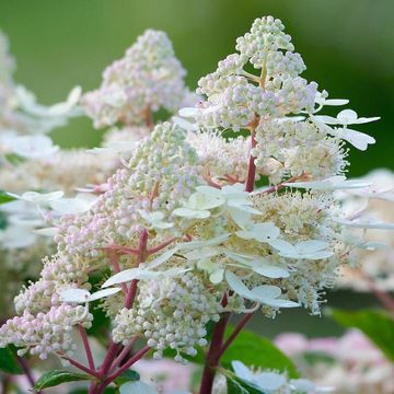 Hydrangea paniculata EARLY HARRY