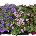 Petunia SURFINIA MIX