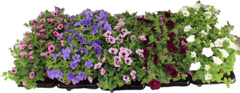 Petunia SURFINIA MIX