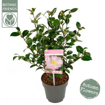 Camellia sasanqua 'Pink Premium'