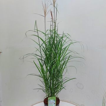 Miscanthus sinensis 'Malepartus'