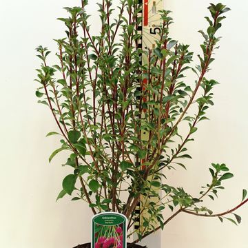 Enkianthus campanulatus 'Red Bells'