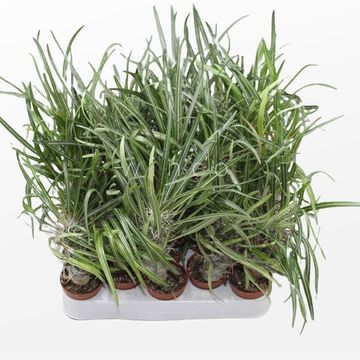 Pachypodium geayi