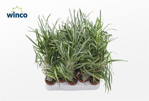 Pachypodium geayi