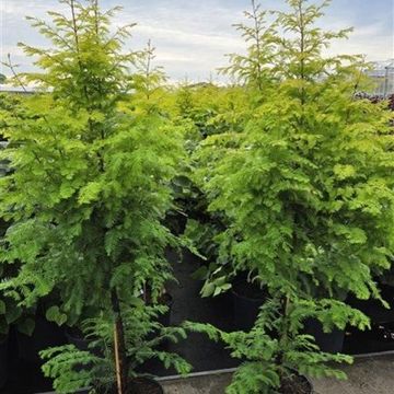 Metasequoia glyptostroboides AMBER GLOW