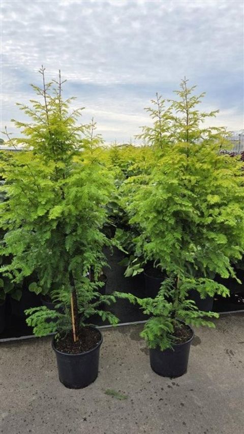 Metasequoia glyptostroboides AMBER GLOW