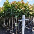 Acer platanoides 'Globosum'