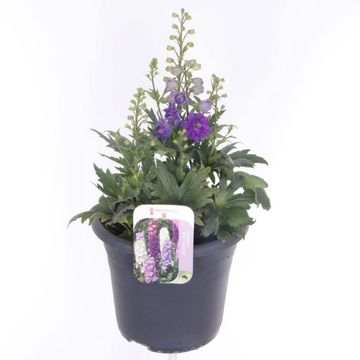 Delphinium DELGENIUS MIX