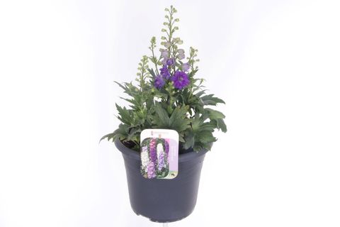 Delphinium DELGENIUS MIX