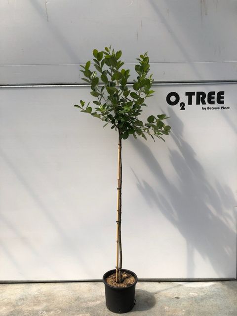 Aronia melanocarpa 'Hugin'