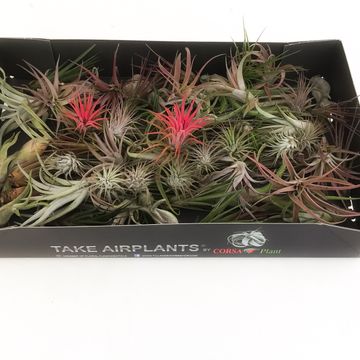 Tillandsia MIX