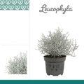 Leucophyta brownii