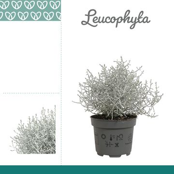 Leucophyta brownii