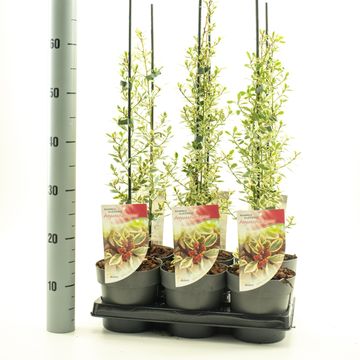 Rhamnus alaternus 'Argenteovariegata'