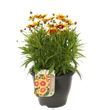 Coreopsis UPTICK GOLD & BRONZE