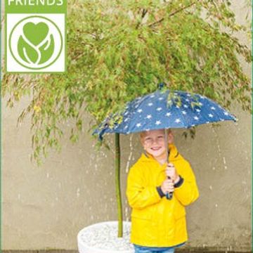 Acer palmatum 'Emerald Lace'