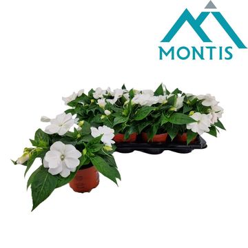 Impatiens COLORPOWER WHITE