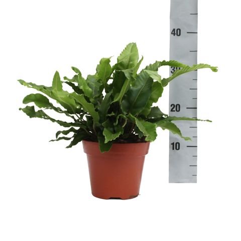 Asplenium scolopendrium