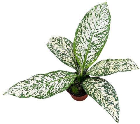 Dieffenbachia 'White Etna'