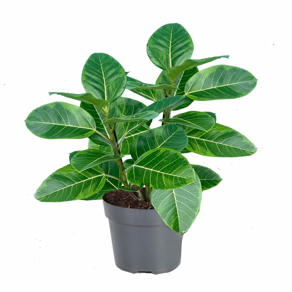 Ficus altissima — Plant Wholesale FlorAccess