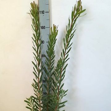 Leucadendron 'Coppertone'