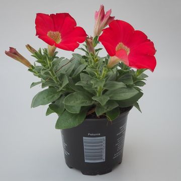 Petunia SURFINIA RED
