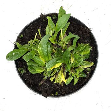 Veronica spicata 'Ulster Dwarf Blue'