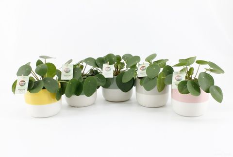 Pilea peperomioides