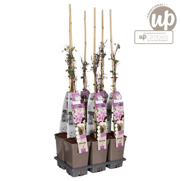 Clematis 'Piilu' (EL)