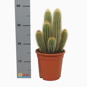 Pilosocereus chrysostele