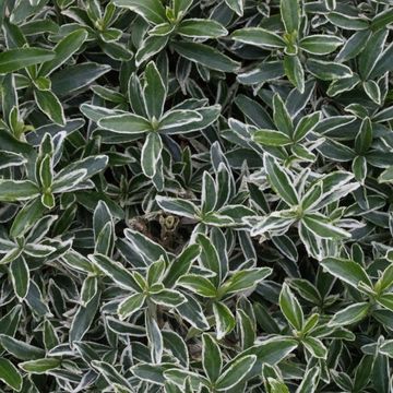 Euonymus japonicus 'Microphyllus Albovariegatus'