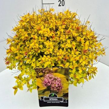 Spiraea japonica 'Golden Princess'
