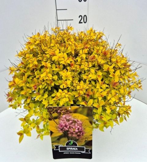 Spiraea japonica 'Golden Princess'
