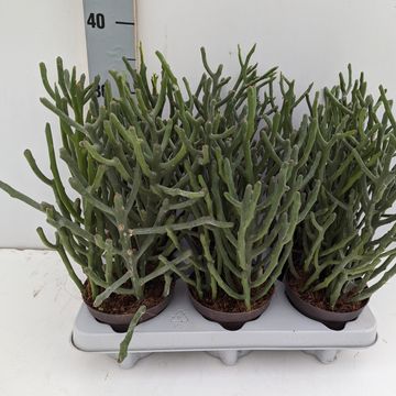 Euphorbia tirucalli