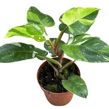 Philodendron FRESH AUREA