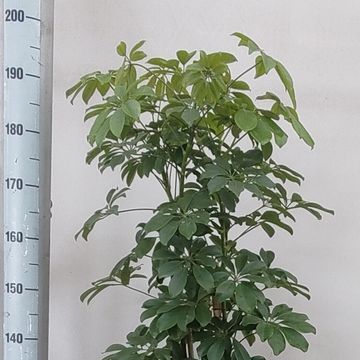 Schefflera arboricola 'Compacta'