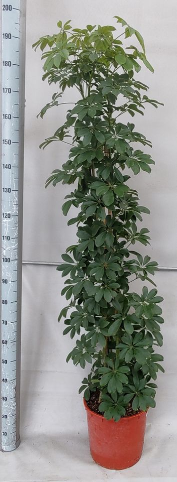 Schefflera arboricola 'Compacta'