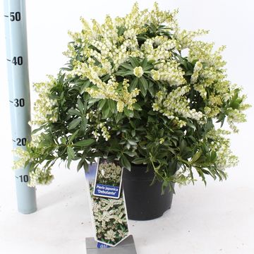 Pieris japonica 'Debutante'