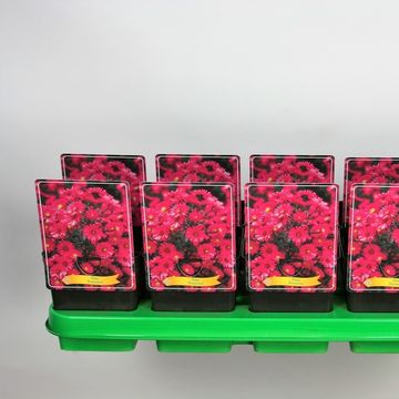 Aster 'Herbstgruss vom Bresserhof'