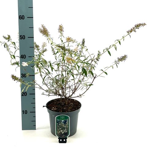 Buddleja davidii 'White Bouquet'