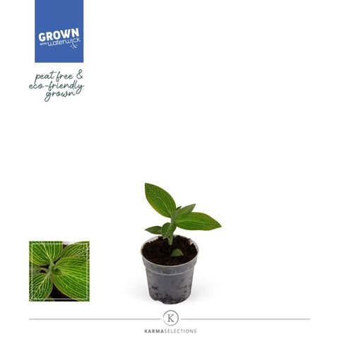 Macodes petola 'Spidy Green'