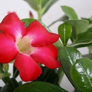Adenium obesum