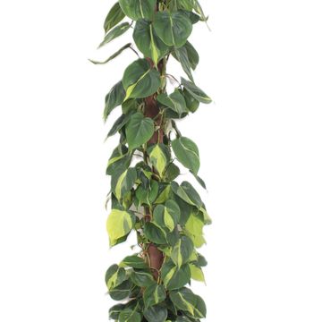 Filodendron scandens 'Brasil'