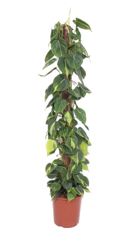 Filodendro scandens 'Brasil'