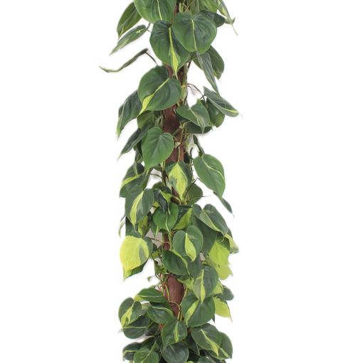 Filodendron scandens 'Brasil'