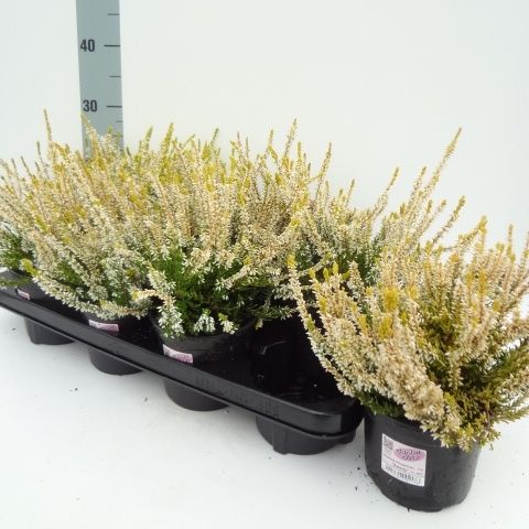 Calluna vulgaris GARDEN GIRLS SANDY