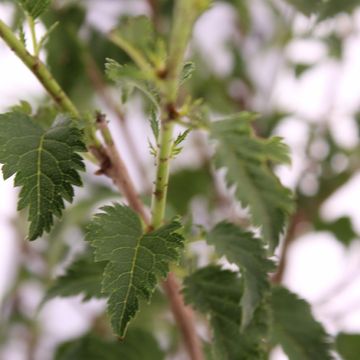 Prunus incisa 'Yamadei'