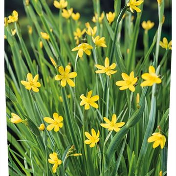 Sisyrinchium californicum