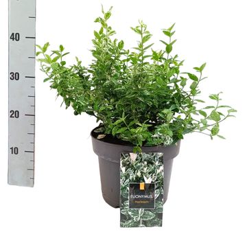 Euonymus fortunei 'Harlequin'